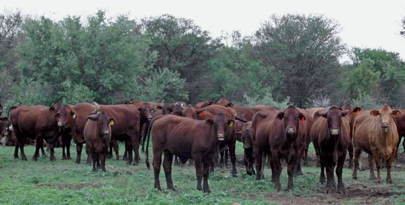 Santa Gertrudis cattle